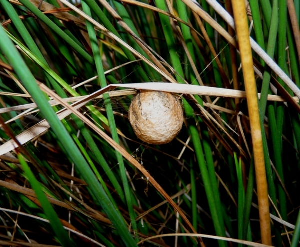 Argiope bruennichi